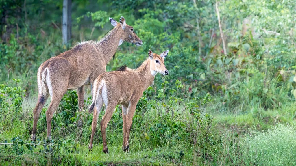 Antilopes Nilgaut en lisière de forêt