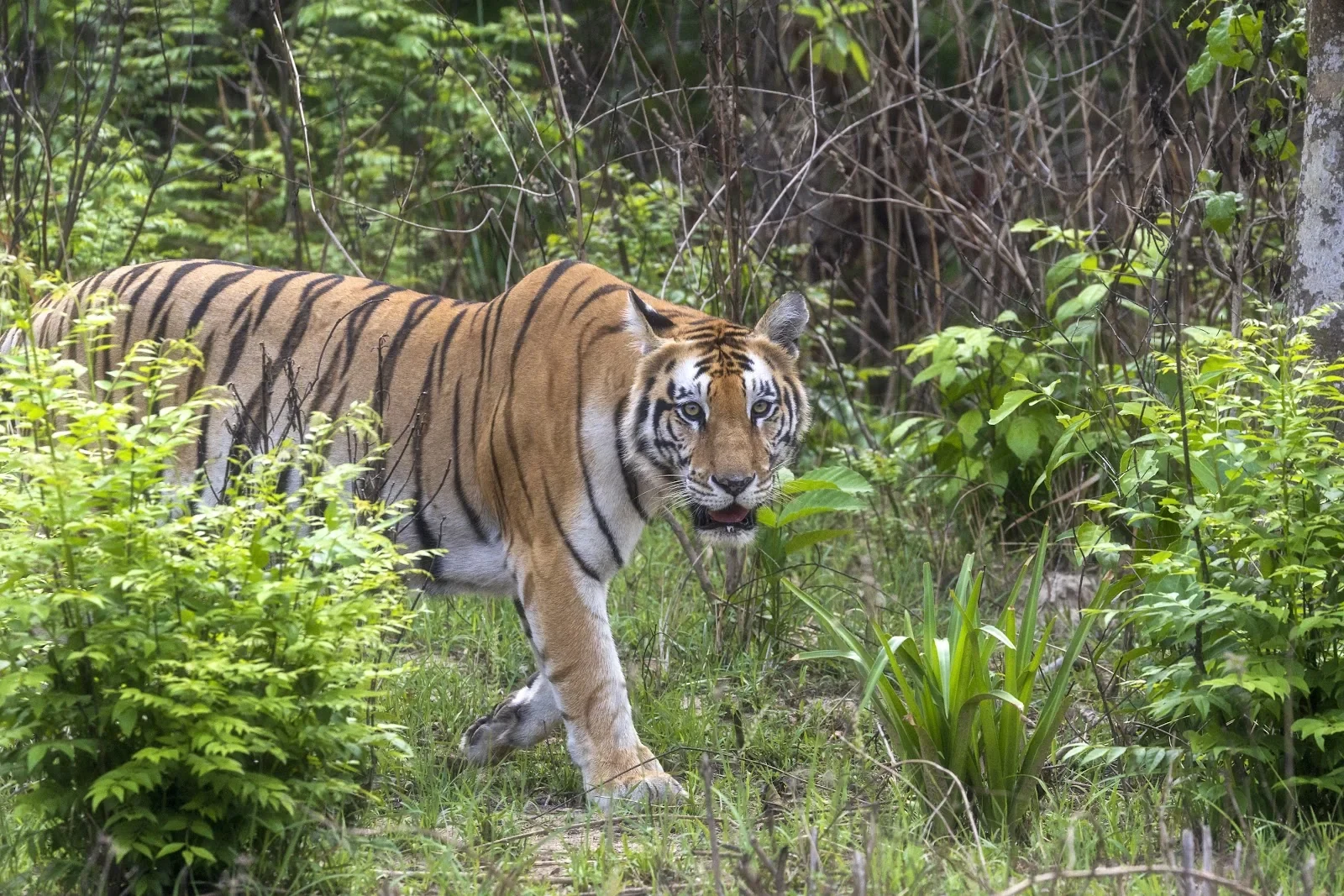 Tigre du Bengale en chasse