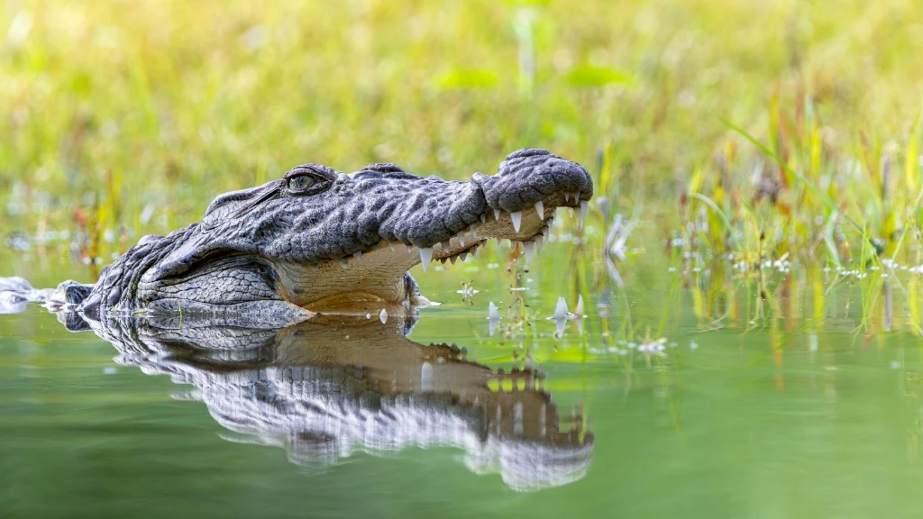 Crocodile des marais à fleur d'eau