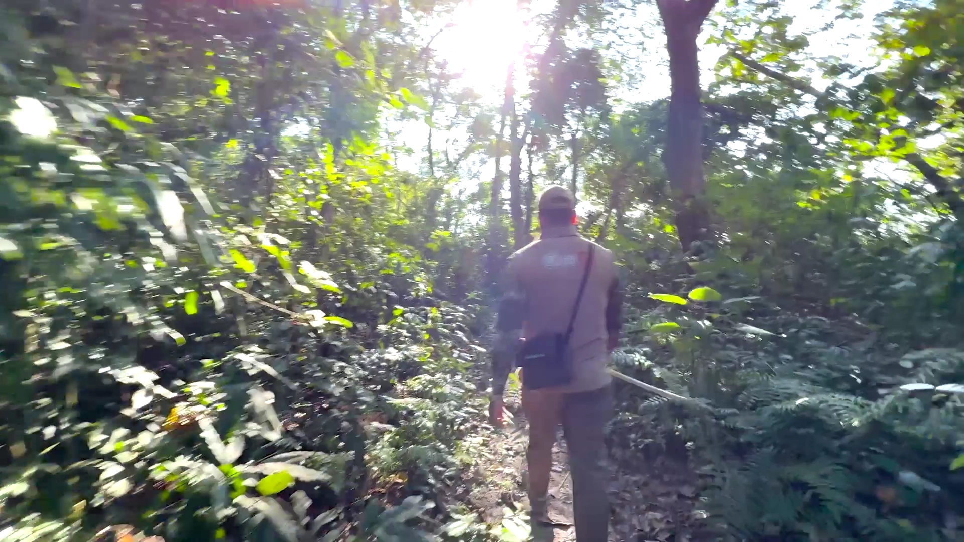 Nepal jungle wildlife safari desktop