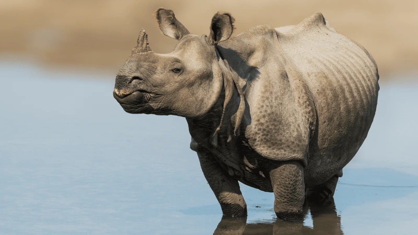 Chitwan – culture et jungle sauvage