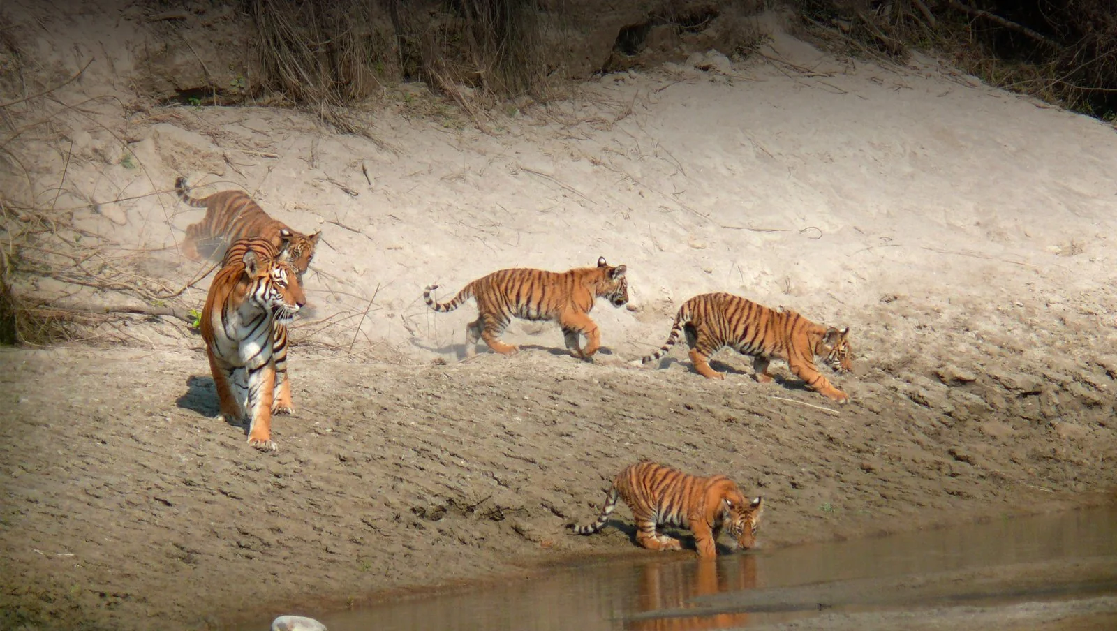 Tigre du Bengale dans l'eau