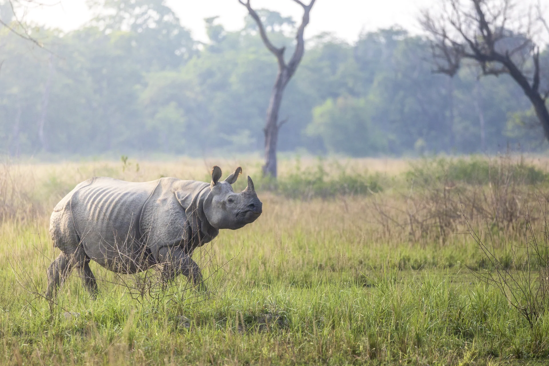 Jungle et faune sauvage de Bardia