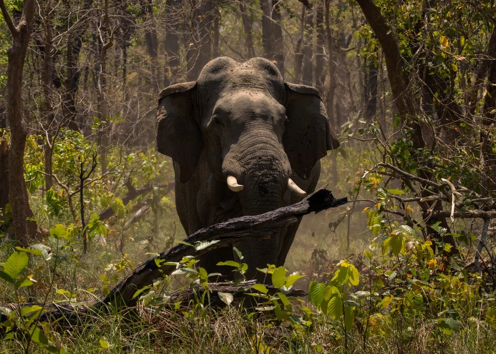 Éléphant sauvage sous la haute canopée de la forêt de Sal