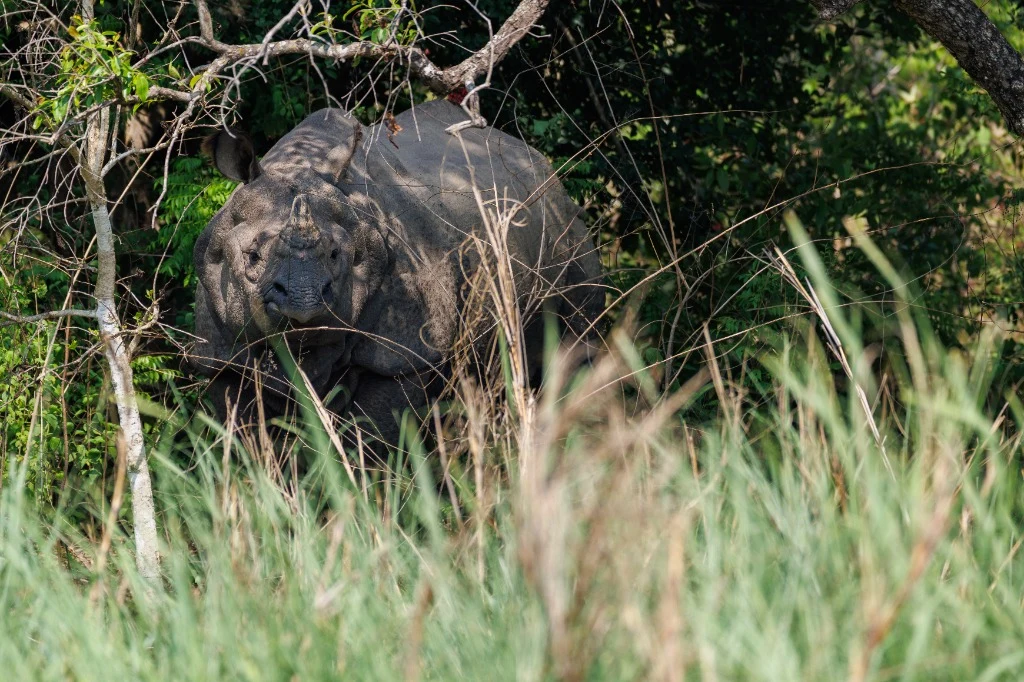 Rhinocéros unicorne au cœur de la végétation dense
