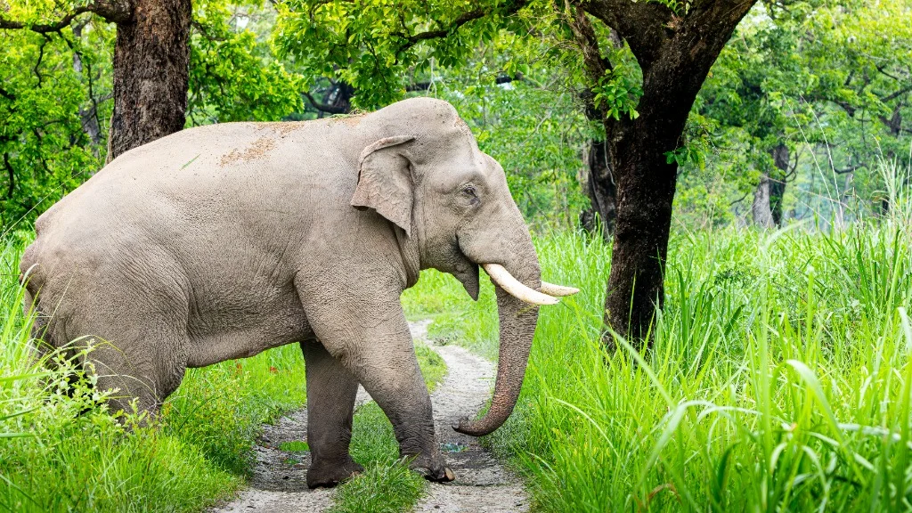 Éléphant d'Asie dans la forêt luxuriante de Chitwan