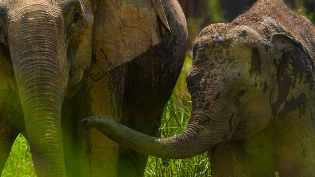 Éléphants sauvages dans les hautes herbes de Bardia