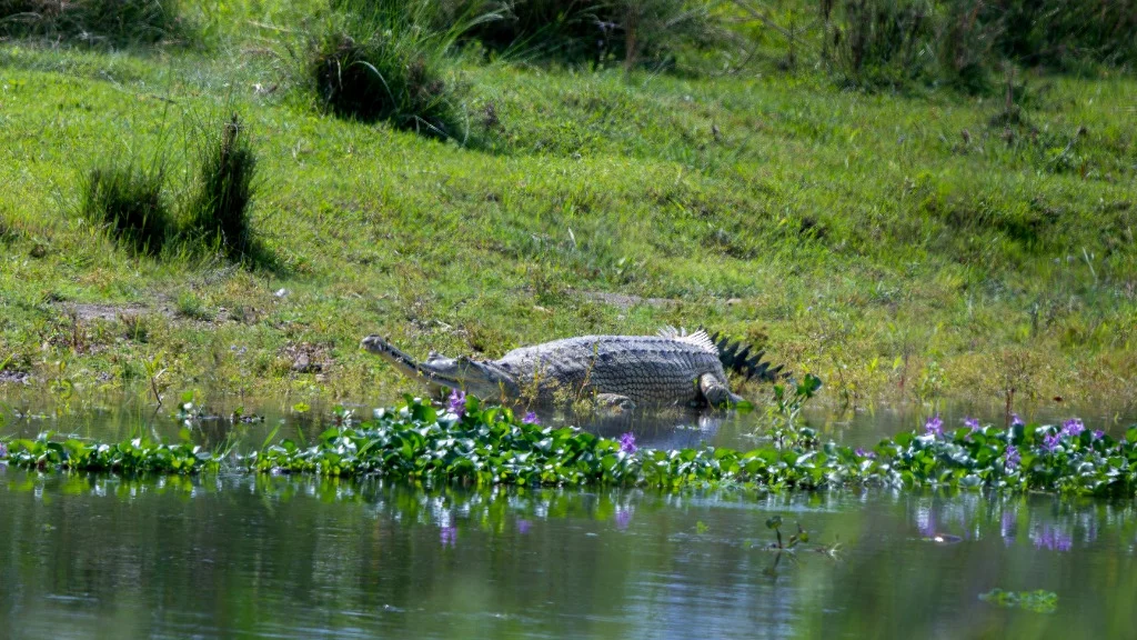 Crocodile gavial du Gange au bord de l'eau à Chitwan