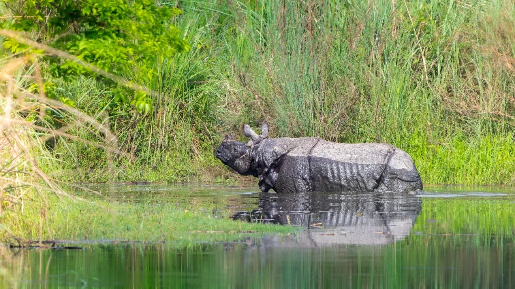 Rhinocéros unicorne dans un point d'eau à Chitwan