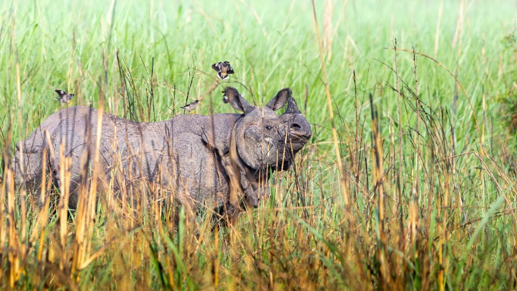Rhinocéros unicorne au cœur des hautes herbes
