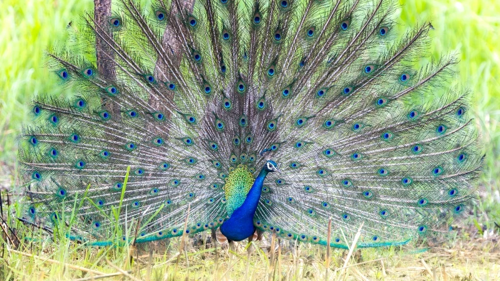 Paon bleu en parade au Terai
