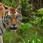 Tigre Bardia