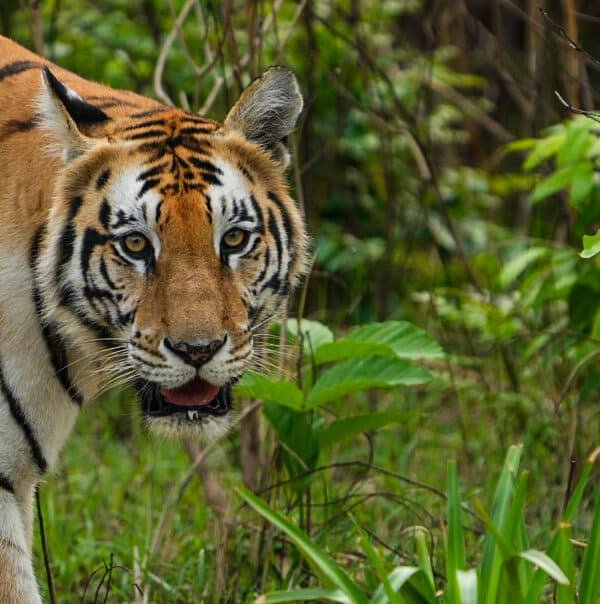 Tigre Bardia