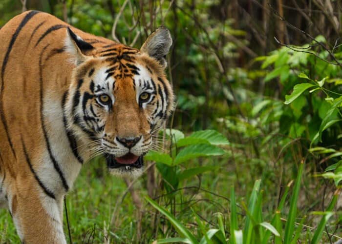 Tigre Bardia