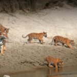 safari tigre Népal dans le parc national de Bardia