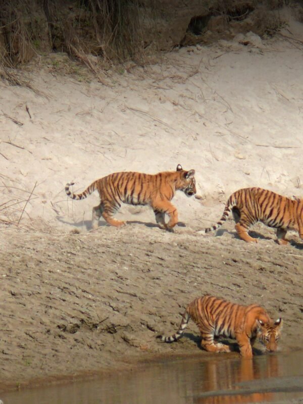 safari tigre Népal dans le parc national de Bardia