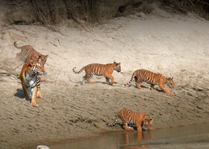 safari tigre Népal dans le parc national de Bardia