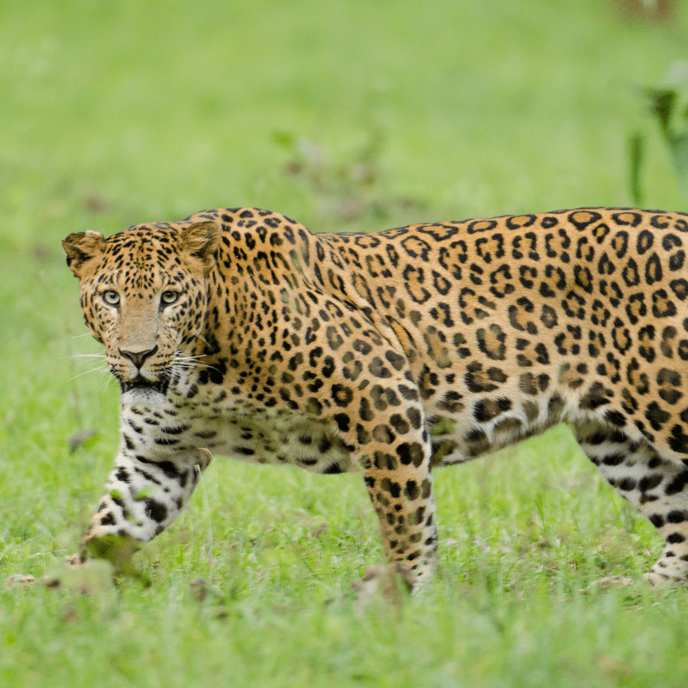 Leopard indien Bardia