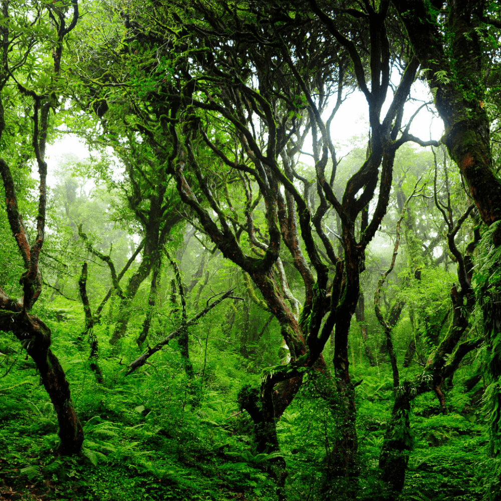 Babai valley expedition