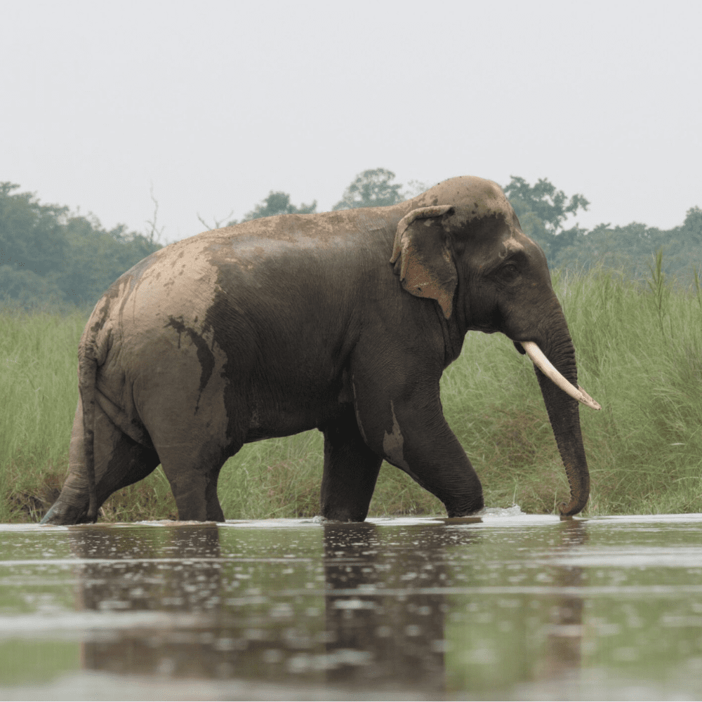 Elephant sauvage Bardia