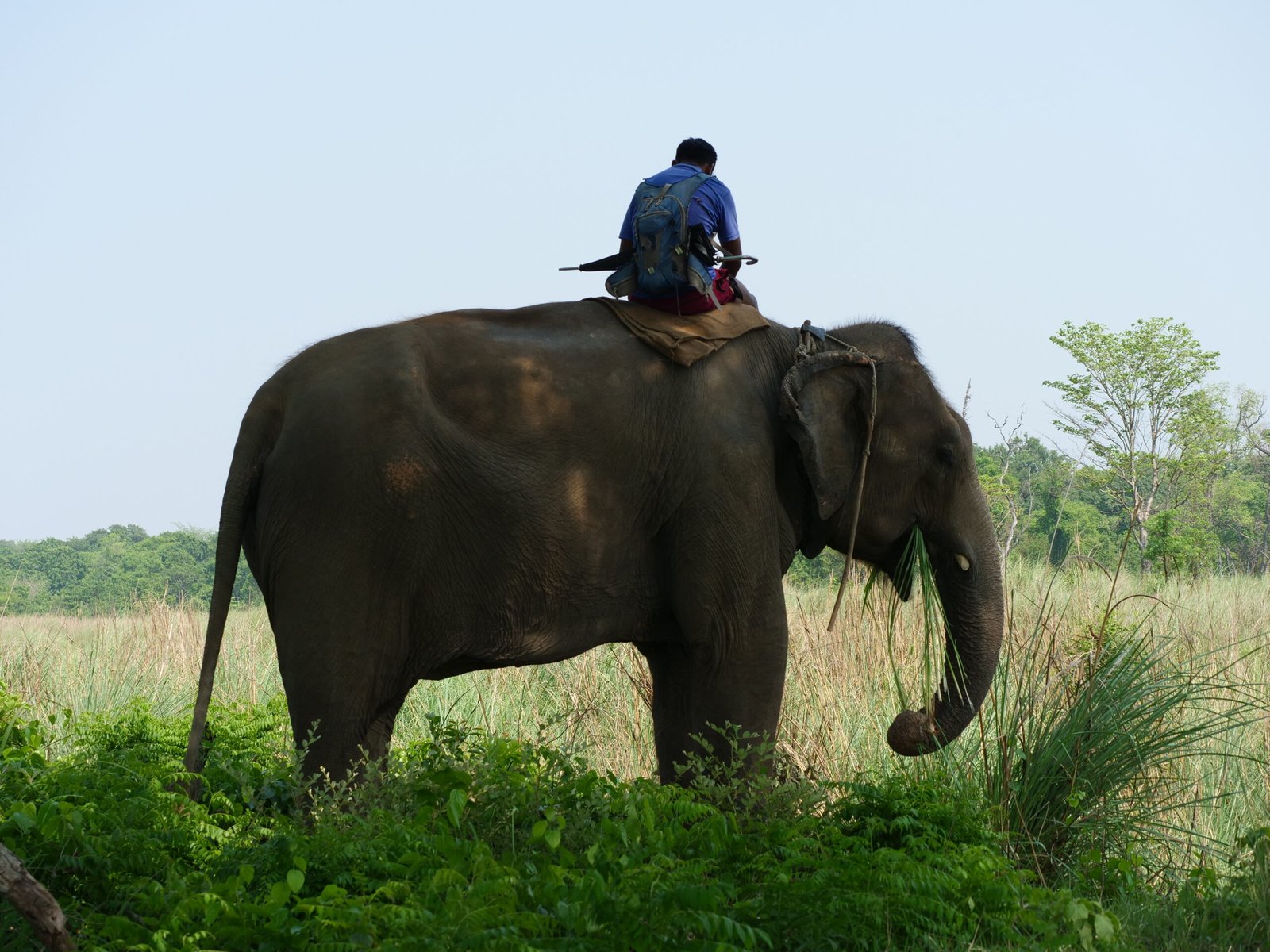 Parc national de Bardia – Elephant Parc national de Bardia - Elephant
