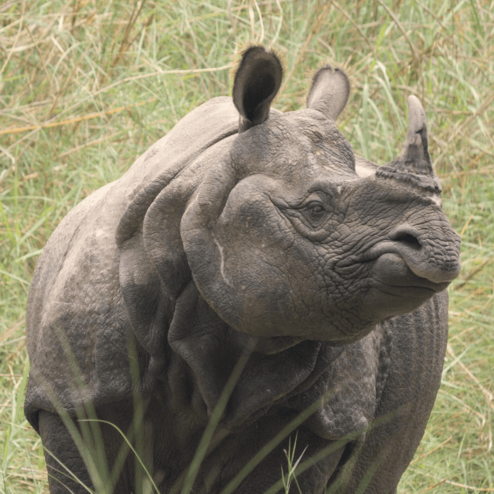 Rhinoceros Bardia